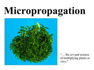 Micropropagation



           “… the art and science
           of multiplying plants in
           vitro.”
 