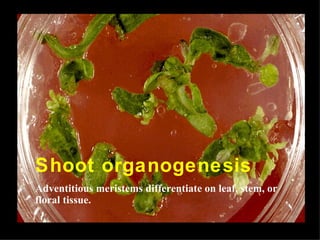 Shoot organogenesis
Adventitious meristems differentiate on leaf, stem, or
floral tissue.
 