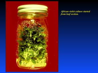 African violet culture started
from leaf section.
 