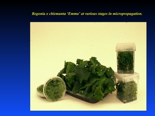 Begonia x chiemanta ‘Emma’ at various stages in micropropagation.
 