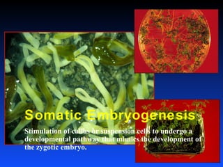 Somatic Embryogenesis
Stimulation of callus or suspension cells to undergo a
developmental pathway that mimics the development of
the zygotic embryo.
 