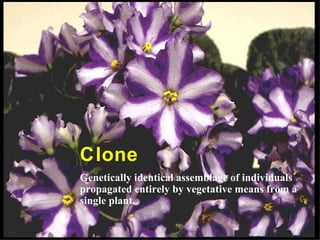 Clone
Genetically identical assemblage of individuals
propagated entirely by vegetative means from a
single plant.
 