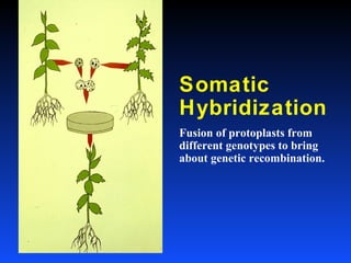 Somatic
Hybridization
Fusion of protoplasts from
different genotypes to bring
about genetic recombination.
 