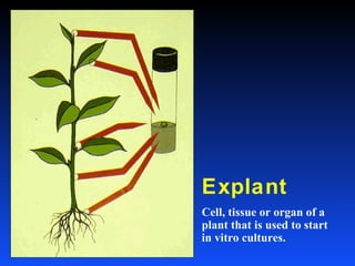Explant
Cell, tissue or organ of a
plant that is used to start
in vitro cultures.
 
