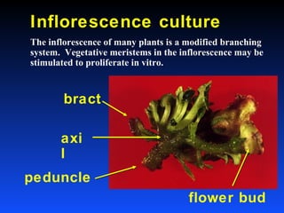Inflorescence culture
The inflorescence of many plants is a modified branching
system. Vegetative meristems in the inflorescence may be
stimulated to proliferate in vitro.



        bract

       axi
       l
peduncle
                                      flower bud
 