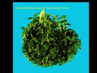 Shoot proliferating culture of ‘Hally Jolivette’ cherry
 