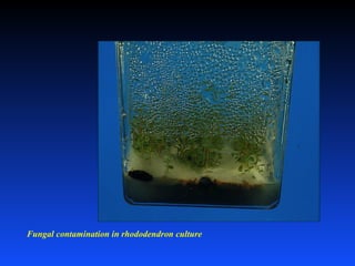 Fungal contamination in rhododendron culture
 