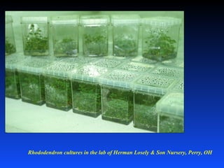 Rhododendron cultures in the lab of Herman Losely & Son Nursery, Perry, OH
 