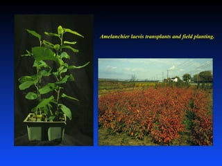 Amelanchier laevis transplants and field planting.
 