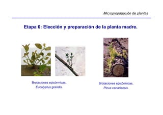 Micropropagación de plantas



Etapa 0: Elección y preparación de la planta madre.




   Brotaciones epicórmicas,      Brotaciones epicórmicas,
     Eucalyptus grandis.            Pinus canariensis.
 