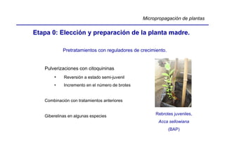 Micropropagación de plantas


Etapa 0: Elección y preparación de la planta madre.

            Pretratamientos con reguladores de crecimiento.


   Pulverizaciones con citoquininas
       •    Reversión a estado semi-juvenil
       •    Incremento en el número de brotes


   Combinación con tratamientos anteriores


                                                      Rebrotes juveniles,
   Giberelinas en algunas especies
                                                       Acca sellowiana
                                                              (BAP)
 