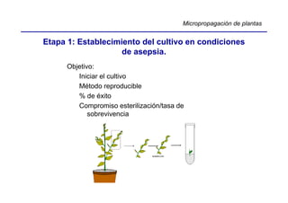 Micropropagación de plantas


Etapa 1: Establecimiento del cultivo en condiciones
                    de asepsia.
      Objetivo:
         Iniciar el cultivo
         Método reproducible
         % de éxito
         Compromiso esterilización/tasa de
             sobrevivencia
 