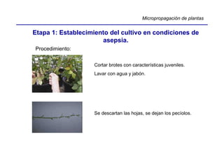 Micropropagación de plantas


Etapa 1: Establecimiento del cultivo en condiciones de
                      asepsia.
Procedimiento:


                    Cortar brotes con características juveniles.
                    Lavar con agua y jabón.




                    Se descartan las hojas, se dejan los pecíolos.
 