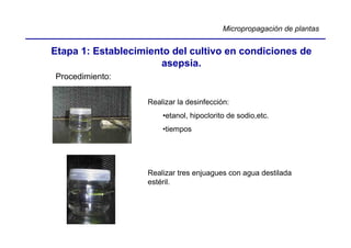 Micropropagación de plantas


Etapa 1: Establecimiento del cultivo en condiciones de
                      asepsia.
Procedimiento:


                    Realizar la desinfección:
                        •etanol, hipoclorito de sodio,etc.
                        •tiempos




                    Realizar tres enjuagues con agua destilada
                    estéril.
 