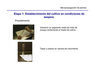 Micropropagación de plantas


Etapa 1: Establecimiento del cultivo en condiciones de
                      asepsia.
Procedimiento:


                    Introducir un segmento nodal por tubo de
                    ensayo conteniendo el medio de cultivo.




                    Tapar y colocar en cámara de crecimiento.
 