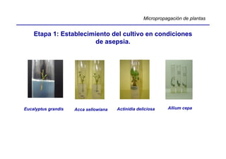 Micropropagación de plantas


    Etapa 1: Establecimiento del cultivo en condiciones
                        de asepsia.




Eucalyptus grandis   Acca sellowiana   Actinidia deliciosa    Allium cepa
 
