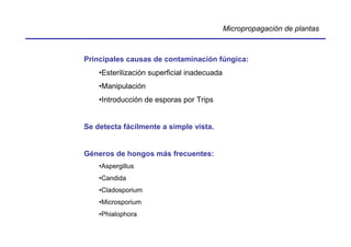 Micropropagación de plantas



Principales causas de contaminación fúngica:
    •Esterilización superficial inadecuada
    •Manipulación
    •Introducción de esporas por Trips


Se detecta fácilmente a simple vista.


Géneros de hongos más frecuentes:
    •Aspergillus
    •Candida
    •Cladosporium
    •Microsporium
    •Phialophora
 