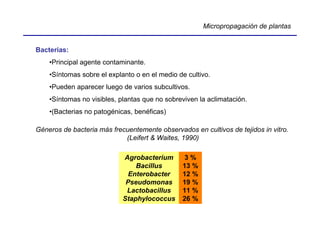 Micropropagación de plantas


Bacterias:
    •Principal agente contaminante.
    •Síntomas sobre el explanto o en el medio de cultivo.
    •Pueden aparecer luego de varios subcultivos.
    •Síntomas no visibles, plantas que no sobreviven la aclimatación.
    •(Bacterias no patogénicas, benéficas)

Géneros de bacteria más frecuentemente observados en cultivos de tejidos in vitro.
                            (Leifert & Waites, 1990)

                            Agrobacterium       3%
                                Bacillus       13 %
                              Enterobacter     12 %
                             Pseudomonas       19 %
                             Lactobacillus     11 %
                            Staphylococcus     26 %
 