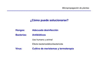 Micropropagación de plantas




             ¿Cómo puede solucionarse?


Hongos:       Adecuada desinfección

Bacterias:    Antibióticos

              Uso humano y animal

              Efecto bacteriostático/bactericida

Virus:        Cultivo de meristemas y termoterapia
 