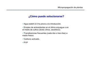 Micropropagación de plantas



       ¿Cómo puede solucionarse?

 Agua estéril 2-3 hs previo a la introducción.
  Empleo de antioxidantes en el último enjuague o en
el medio de cultivo (ácido cítrico, ascórbico).
 Transferencias frecuentes (cada dos o tres días) a
medio fresco.
 Carbono activado.
 PVP
 
