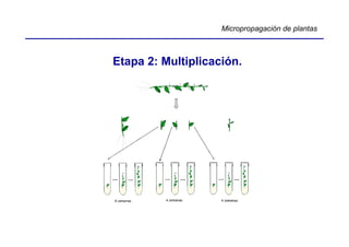 Micropropagación de plantas



Etapa 2: Multiplicación.
 