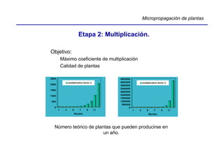 Micropropagación de plantas


            Etapa 2: Multiplicación.

Objetivo:
    Máximo coeficiente de multiplicación
    Calidad de plantas




 Número teórico de plantas que pueden producirse en
                       un año.
 