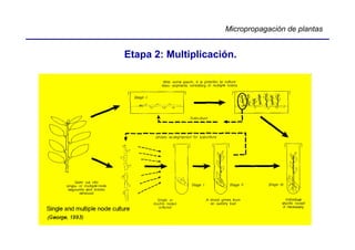 Micropropagación de plantas


Etapa 2: Multiplicación.
 