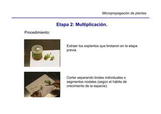 Micropropagación de plantas


                 Etapa 2: Multiplicación.
Procedimiento:


                     Extraer los explantos que brotaron en la etapa
                     previa.




                     Cortar separando brotes individuales o
                     segmentos nodales (según el hábito de
                     crecimiento de la especie).
 