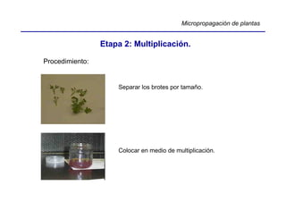 Micropropagación de plantas


                 Etapa 2: Multiplicación.

Procedimiento:


                     Separar los brotes por tamaño.




                     Colocar en medio de multiplicación.
 