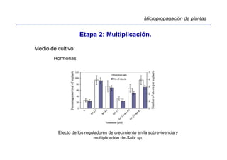 Micropropagación de plantas


                    Etapa 2: Multiplicación.

Medio de cultivo:
        Hormonas




          Efecto de los reguladores de crecimiento en la sobrevivencia y
                            multiplicación de Salix sp.
 
