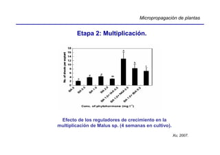 Micropropagación de plantas


        Etapa 2: Multiplicación.




 Efecto de los reguladores de crecimiento en la
multiplicación de Malus sp. (4 semanas en cultivo).

                                                      Xu, 2007.
 