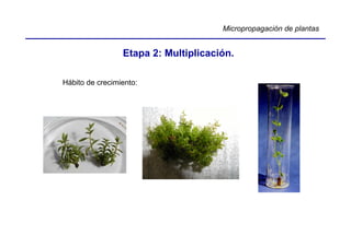 Micropropagación de plantas


                 Etapa 2: Multiplicación.

Hábito de crecimiento:
 
