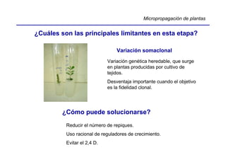 Micropropagación de plantas


¿Cuáles son las principales limitantes en esta etapa?

                                 Variación somaclonal
                             Variación genética heredable, que surge
                             en plantas producidas por cultivo de
                             tejidos.
                             Desventaja importante cuando el objetivo
                             es la fidelidad clonal.




         ¿Cómo puede solucionarse?
          Reducir el número de repiques.
          Uso racional de reguladores de crecimiento.
          Evitar el 2,4 D.
 