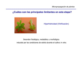 Micropropagación de plantas


¿Cuáles son las principales limitantes en esta etapa?



                                       Hiperhidricidad (Vitrificación)




           Desorden fisiológico, metabólico y morfológico
   inducido por las condiciones de estrés durante el cultivo in vitro.
 