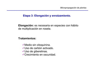Micropropagación de plantas



   Etapa 3: Elongación y enraizamiento.


Elongación: es necesaria en especies con hábito
de multiplicación en roseta.


Tratamientos:

    Medio sin citoquinina.
    Uso de carbón activado.
    Uso de giberelinas.
    Crecimiento en oscuridad.
 