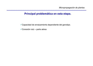 Micropropagación de plantas


  Principal problemática en esta etapa.



Capacidad de enraizamiento dependiente del genotipo.

Conexión raíz – parte aérea
 