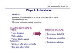 Micropropagación de plantas

                     Etapa 4: Aclimatación
  Objetivo:
  Optimizar la transferencia del ambiente in vitro a condiciones de
  invernáculo o campo.
  Minimizar pérdidas y acelerar el proceso.


PLANTAS OBTENIDAS IN
VITRO:                                          PROCESO GRADUAL:
 Hojas delgadas
                                                  Disminución de la HR
 Tallos débiles
  Raíces débiles y poco                           Crecimiento autotrófico
funcionales
                                                  Condiciones sépticas.
 Conexión tallo-raíz incompleta
 Baja tasa fotosintética
 