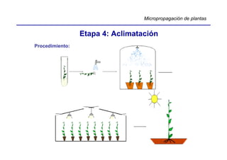 Micropropagación de plantas


                 Etapa 4: Aclimatación
Procedimiento:
 
