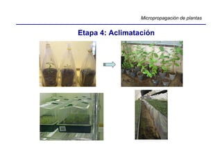 Micropropagación de plantas


Etapa 4: Aclimatación
 