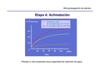Micropropagación de plantas


             Etapa 4: Aclimatación




Plantas in vitro presentan poca capacidad de retención de agua.
 