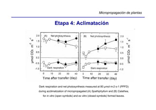 Micropropagación de plantas


             Etapa 4: Aclimatación




Dark respiration and net photosynthesis measured at 80 µmol m-2 s-1 (PPFD)
during acclimatization of micropropagated (A) Spathiphyllum and (B) Calathea,
   for in vitro (open symbols) and ex vitro (closed symbols) formed leaves.
 