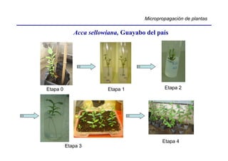 Micropropagación de plantas

             Acca sellowiana, Guayabo del país




Etapa 0                 Etapa 1              Etapa 2




                                            Etapa 4
          Etapa 3
 