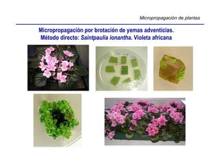 Micropropagación de plantas

Micropropagación por brotación de yemas adventicias.
Método directo: Saintpaulia ionantha. Violeta africana
 