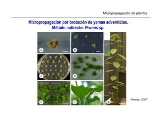 Micropropagación de plantas

Micropropagación por brotación de yemas adventicias.
           Método indirecto: Prunus sp.




                                                       Feeney, 2007.
 