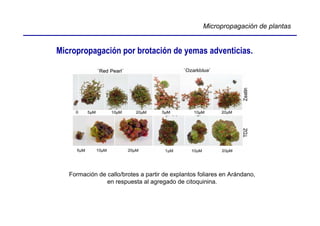Micropropagación de plantas


Micropropagación por brotación de yemas adventicias.




   Formación de callo/brotes a partir de explantos foliares en Arándano,
                en respuesta al agregado de citoquinina.
 