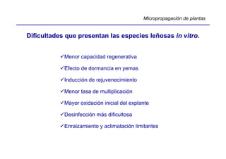 Micropropagación de plantas


Dificultades que presentan las especies leñosas in vitro.


            Menor capacidad regenerativa

            Efecto de dormancia en yemas

            Inducción de rejuvenecimiento

            Menor tasa de multiplicación

            Mayor oxidación inicial del explante

            Desinfección más dificultosa

            Enraizamiento y aclimatación limitantes
 