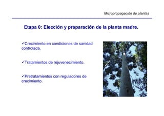 Micropropagación de plantas



 Etapa 0: Elección y preparación de la planta madre.


  Crecimiento en condiciones de sanidad
controlada.


 Tratamientos de rejuvenecimiento.


  Pretratamientos con reguladores de
crecimiento.
 