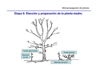 Micropropagación de plantas

Etapa 0: Elección y preparación de la planta madre.




      Yemas epicórmicas
                                         Podas severas
     Rebrotes
      de raíz


                             Rebrotes de tocón
 