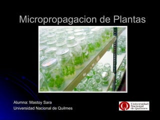Micropropagacion de Plantas




Alumna: Mastoy Sara
Universidad Nacional de Quilmes
 