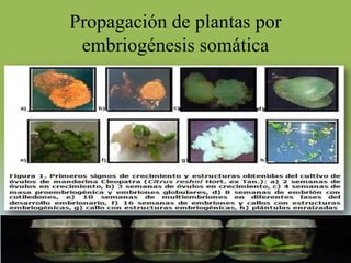 Propagación de plantas por
 embriogénesis somática
 